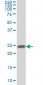 RAB5A Antibody (monoclonal) (M09A)